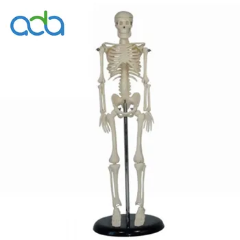 42cm Žmogaus skeleto modelis Anatomas Aktyvus anatominis manekenas Viso kūno anatomija Medicinos mokymosi pagalba Anatomija Skeleto modelis BIX-A1006