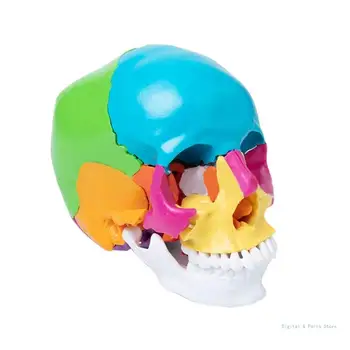 M17F Žmogaus kaukolės modelis 3 dalys Anatominis kaukolės modelis Kaukolės išorinė ir vidinė struktūra mokymo reikmenims