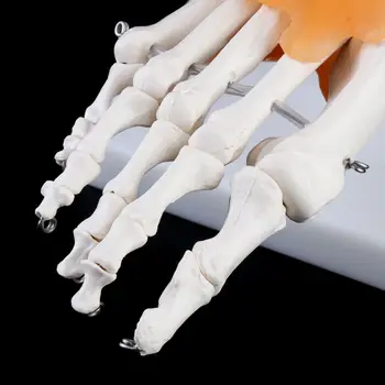 1: 1 Žmogaus skeletas Žmogaus modelis Sąnarių medicinos anatomija Čiurnos raištis Anatomicall dropship