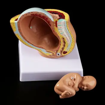Medicininio rekvizito modelis 9-ojo mėnesio kūdikio vaisiaus nėštumas Žmogaus nėštumas Vaisiaus vystymasis Medicinos modelis