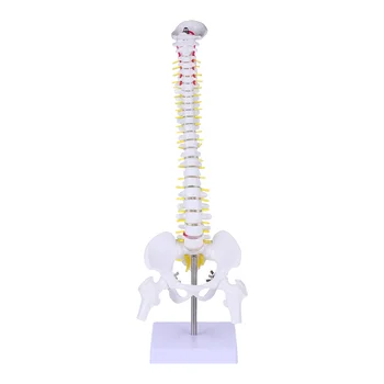 Modelio stuburo anatomija Žmogaus stuburo anatominiai modeliai Juosmens slankstelių treniruotė Kūno chiropraktikos demonstravimas