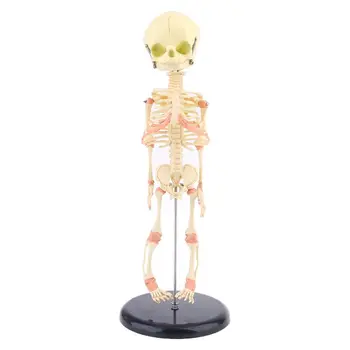 Single for Head Baby Skull Human Research Model Skeleton Anatomical Anatom