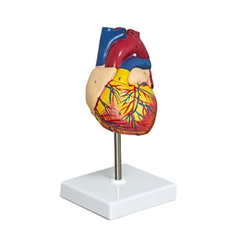Širdies modelis, 2 dalių prabangaus gyvenimo dydžio žmogaus širdies modelio anatomija su 34 anatominėmis struktūromis, anatominė širdis