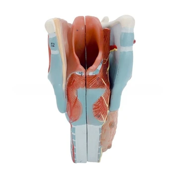 Žmogaus gerklų anatomijos modelis, nuimamas 2x padidintas anatominis gerklų modelis