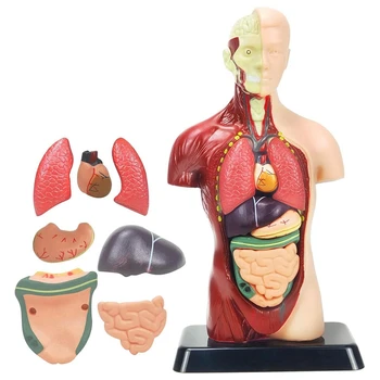 Žmogaus kūno modelis vaikams Daugiaspalvis plastikinis žmogaus liemens anatomijos modelis Žaislai 8 vnt Nuimama anatomijos lėlė su širdimi ir organais