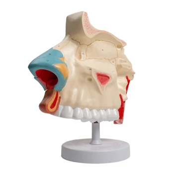 Žmogaus nosies ertmės anatomijos modelis ligų tyrimui, anatominis nosies ertmės modelis mokyklinėms medicinos mokymo priemonėms